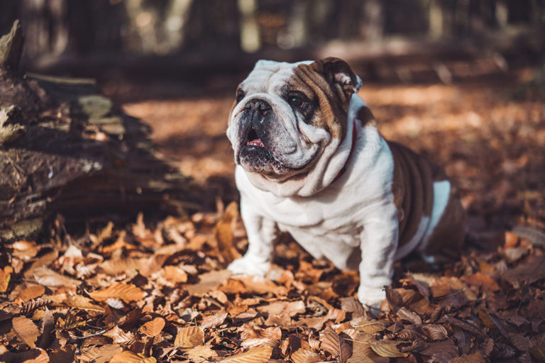 Wie oft mit Hund raus? spielenderhund.de