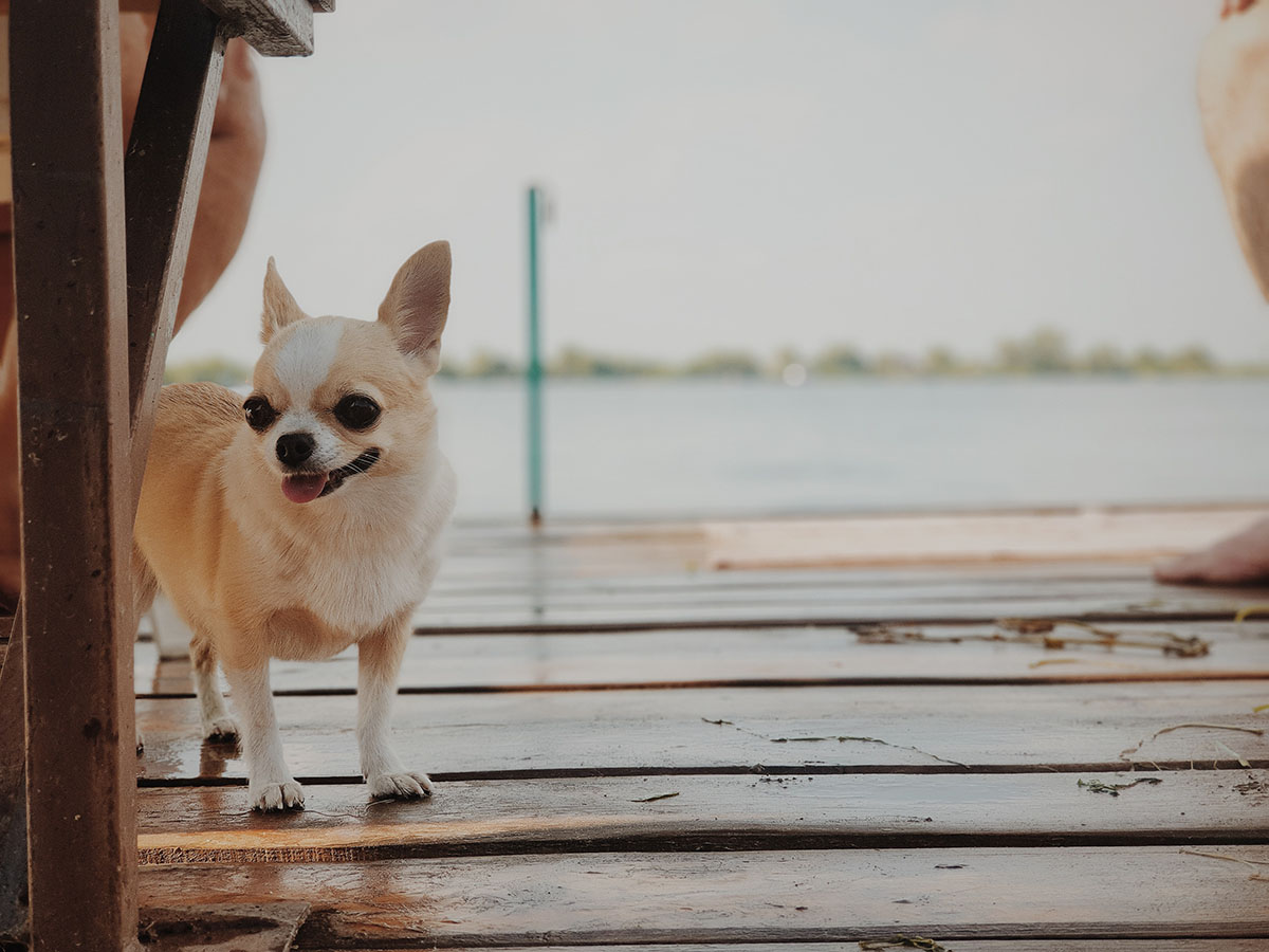 You are currently viewing Wie viel Auslauf braucht ein Chihuahua?