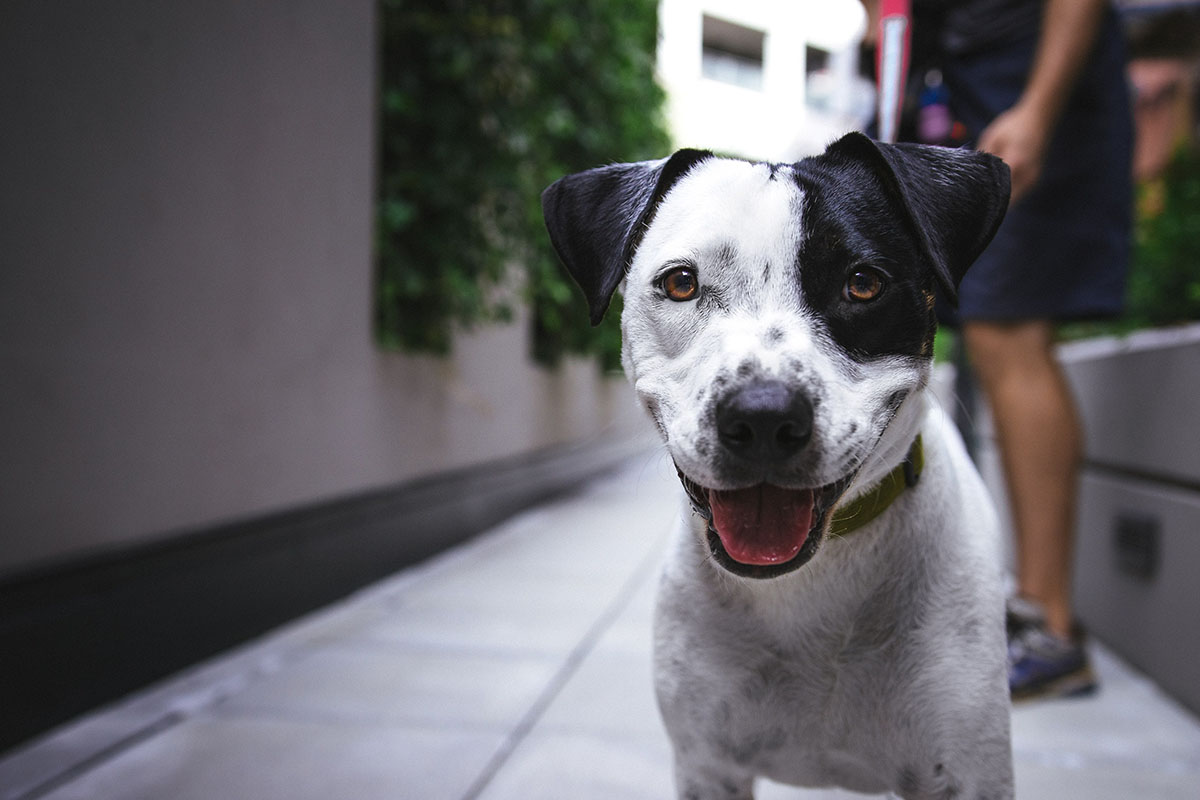 Wie oft mit Hund raus? spielenderhund.de