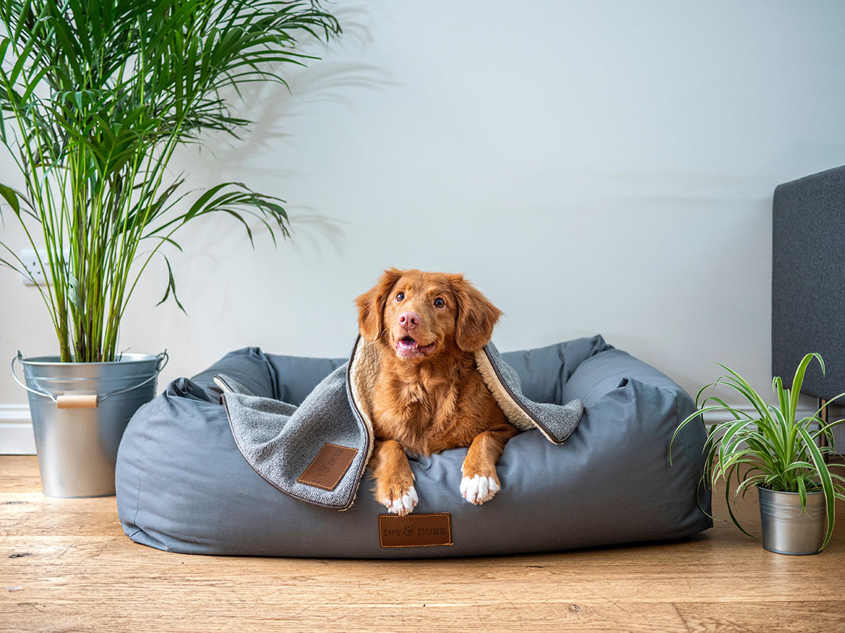 Read more about the article Welche Hunde kuscheln gerne?