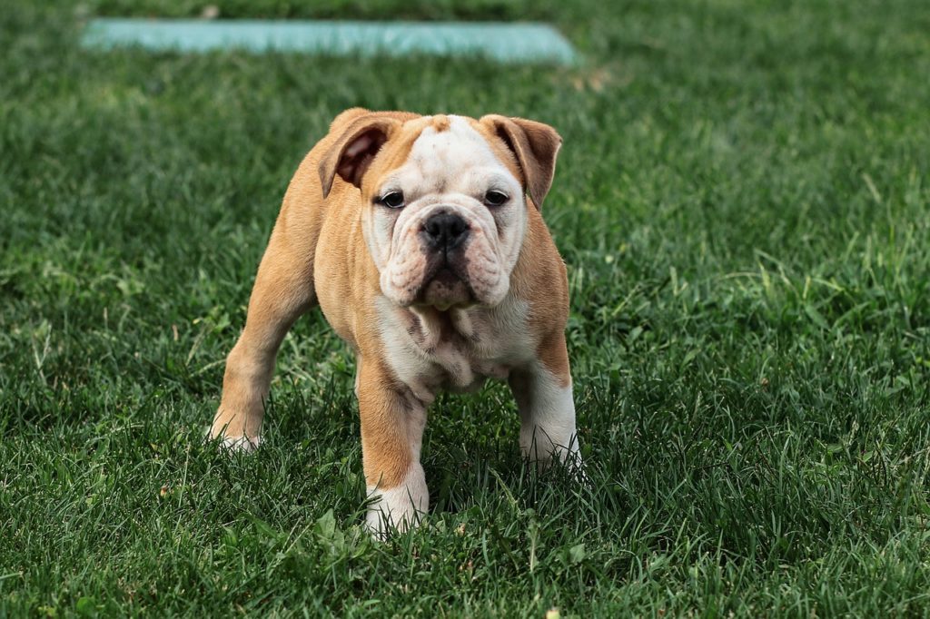 Dieses Bild hat ein leeres Alt-Attribut. Der Dateiname ist Englische-Bulldogge-1024x682.jpg