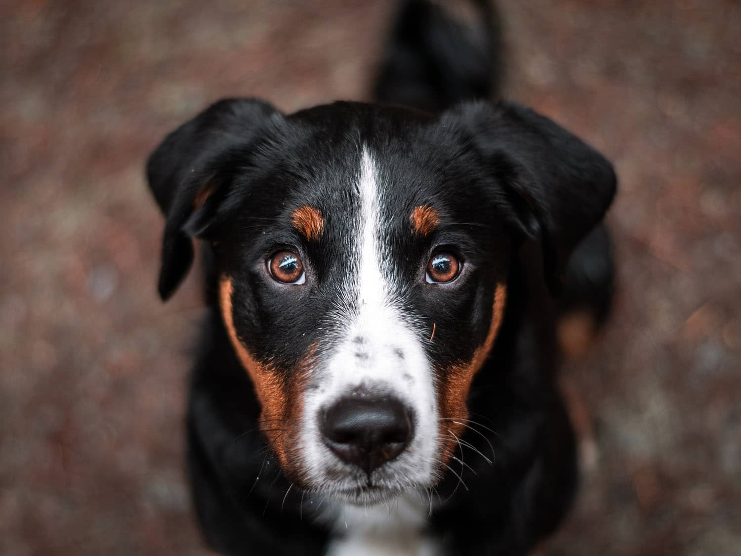 You are currently viewing Ist ein Berner Sennenhund für Anfänger geeignet?