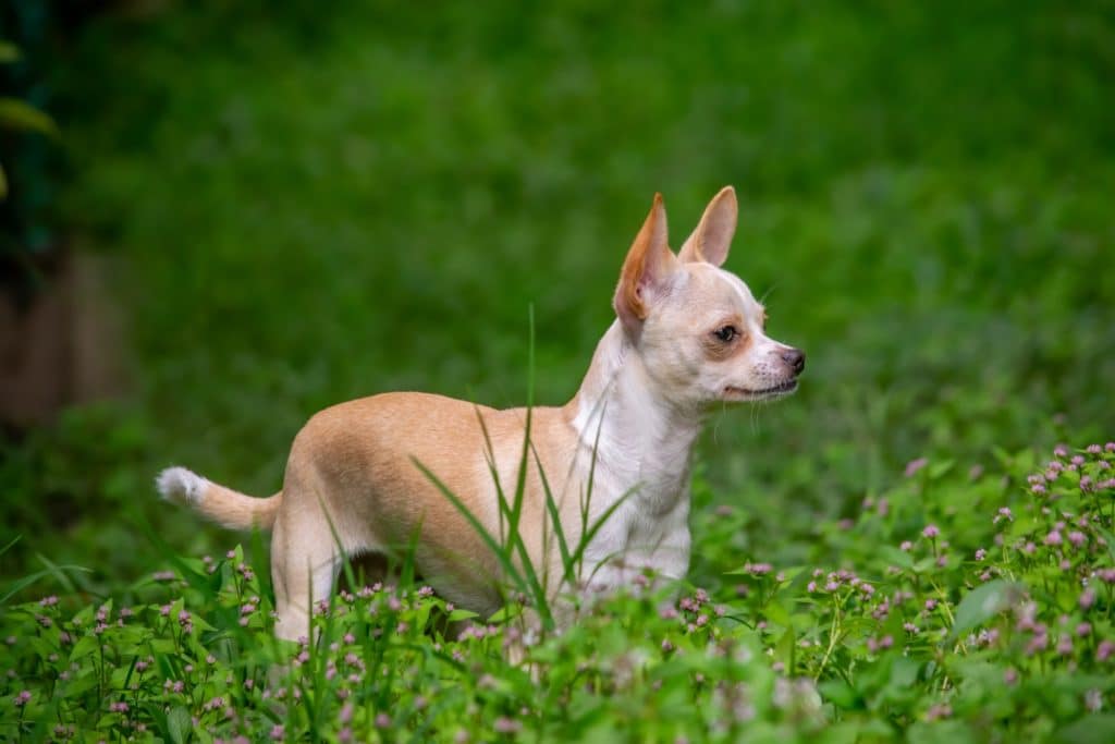 Dieses Bild hat ein leeres Alt-Attribut. Der Dateiname ist Chihuahua-1024x683.jpg