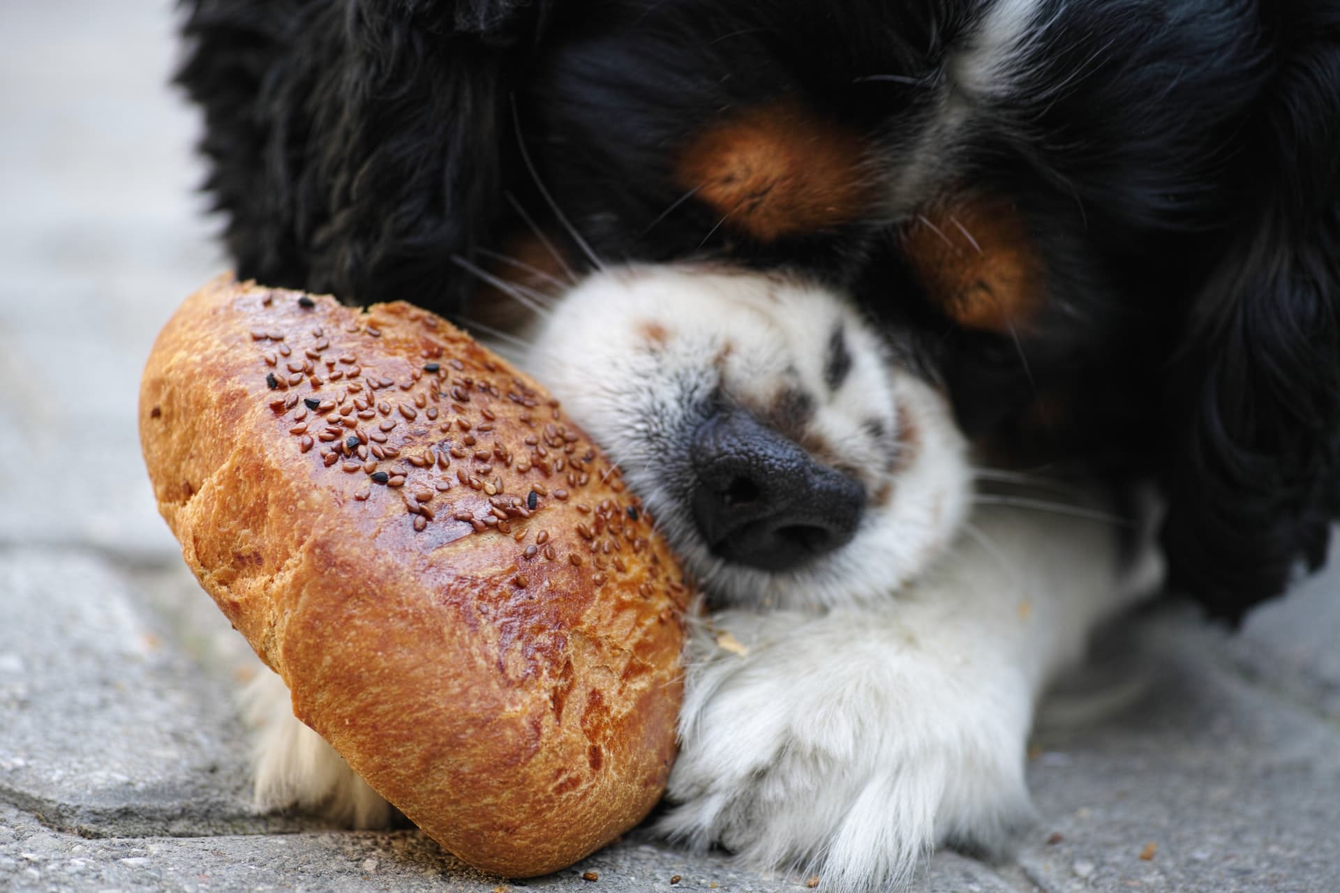 Read more about the article Warum hat mein Hund immer Hunger?