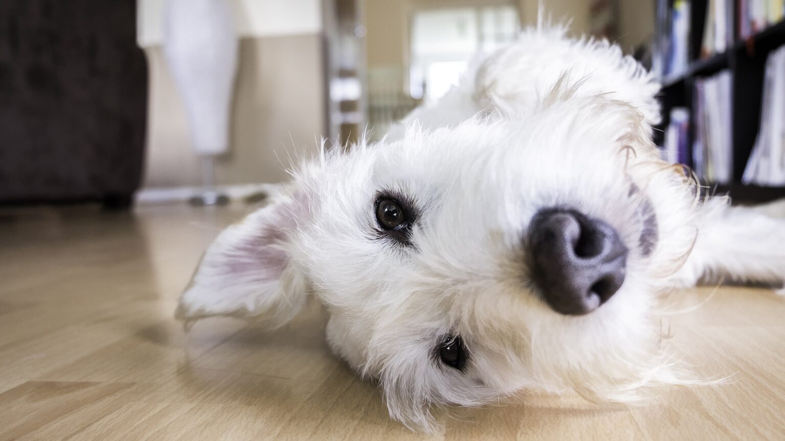 Wie den Hund in der Wohnung beschäftigen spielenderhund.de