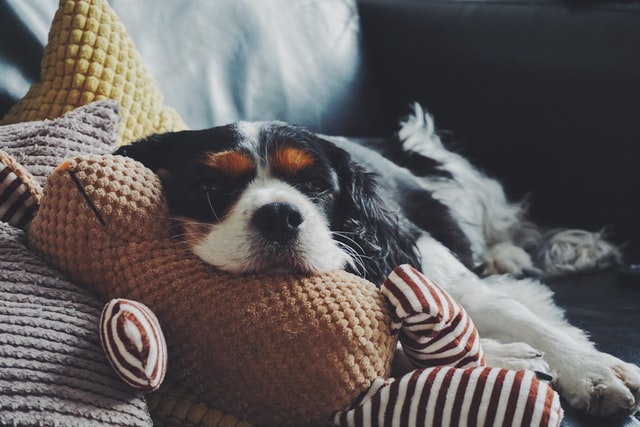 Read more about the article Wie bekomme ich meinen Hund dazu länger zu schlafen?