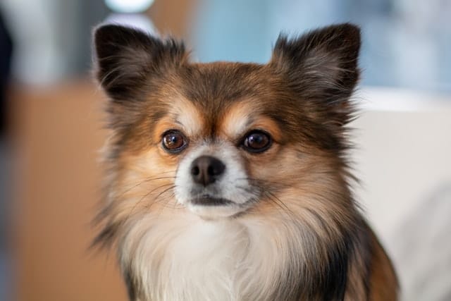 You are currently viewing Papillon oder Chihuahua