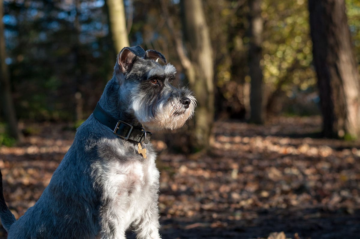 Read more about the article Terrier frisst Mäuse