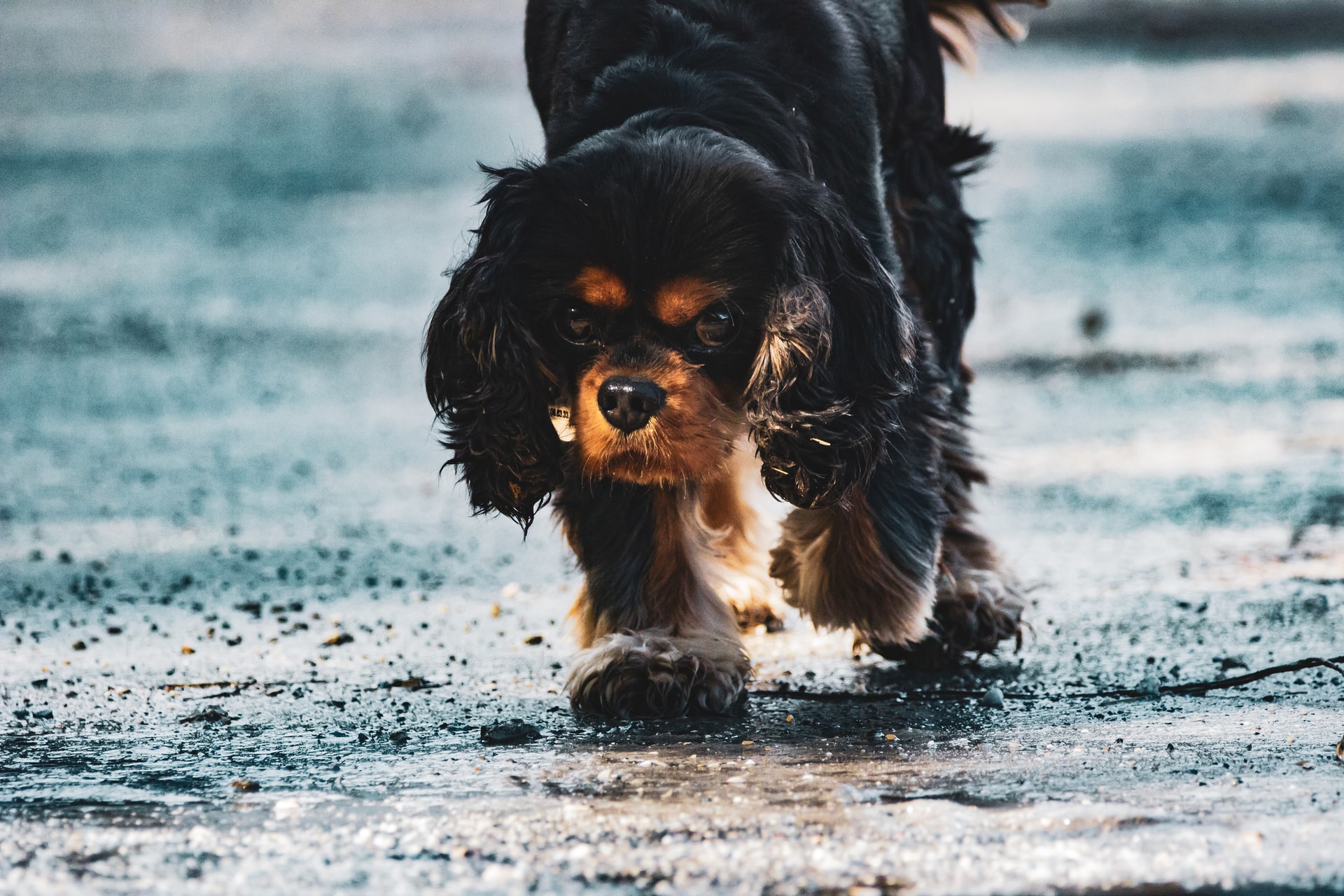 You are currently viewing Cavalier King Charles Spaniel oder Cocker Spaniel?