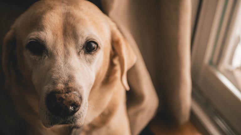 Kann man einen Labrador in der Wohnung halten ...