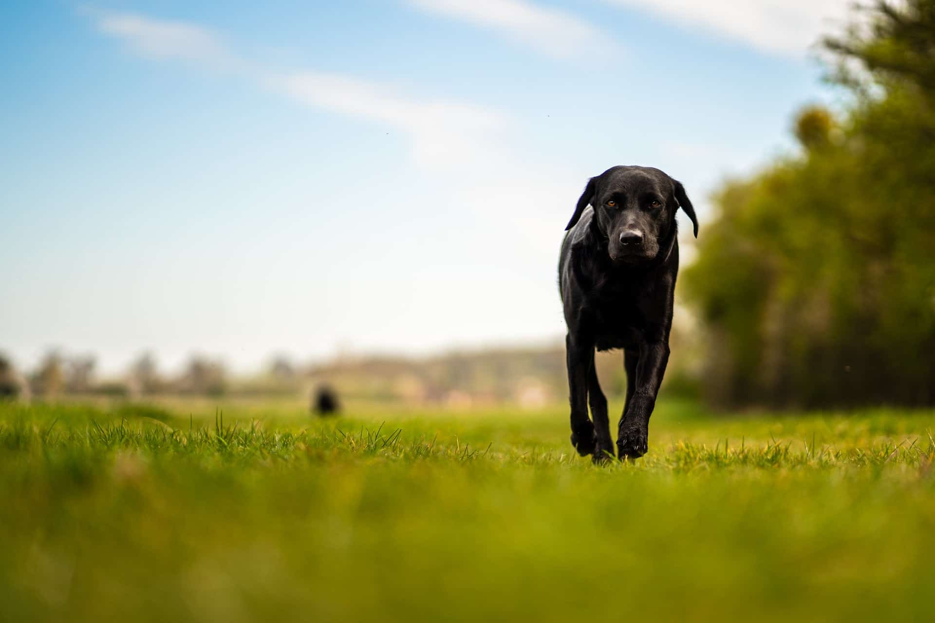 Read more about the article Wie viel Auslauf braucht ein Labrador?