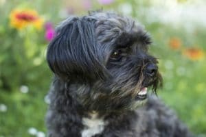 Read more about the article Shih Tzu oder Bolonka Zwetna