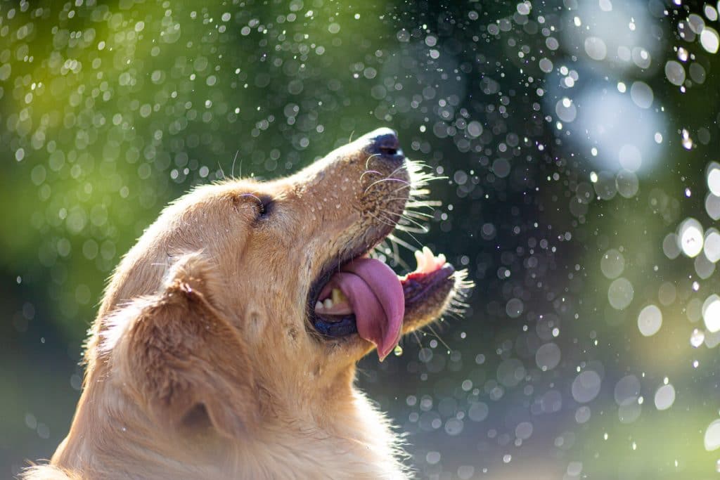 Dieses Bild hat ein leeres Alt-Attribut. Der Dateiname ist Golden-Retriever-1024x683.jpg