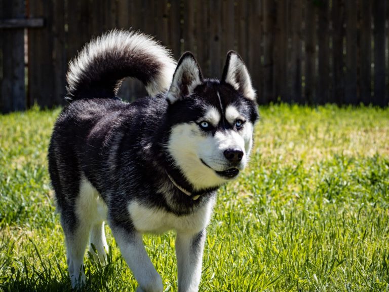 Wie Viel Auslauf Braucht Ein Husky