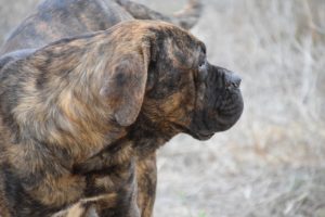 Read more about the article Cane Corso oder Rottweiler