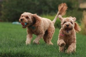 Read more about the article Wie oft Cavapoo füttern?