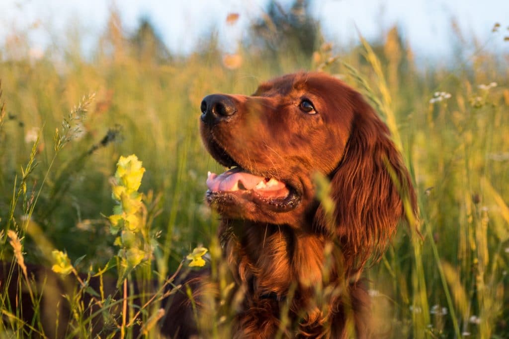 Dieses Bild hat ein leeres Alt-Attribut. Der Dateiname ist IrishSetter-1024x683.jpg