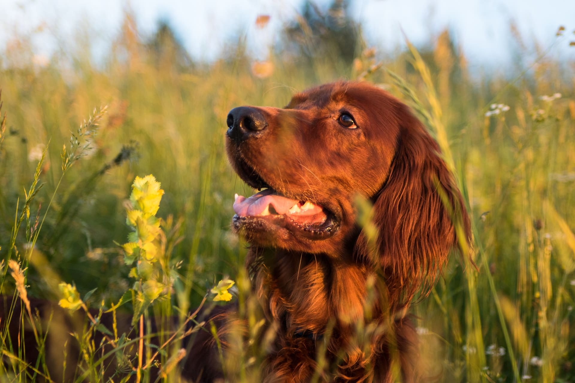 You are currently viewing Irish Setter oder Gordon Setter