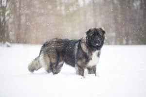 Read more about the article Neufundländer oder Leonberger
