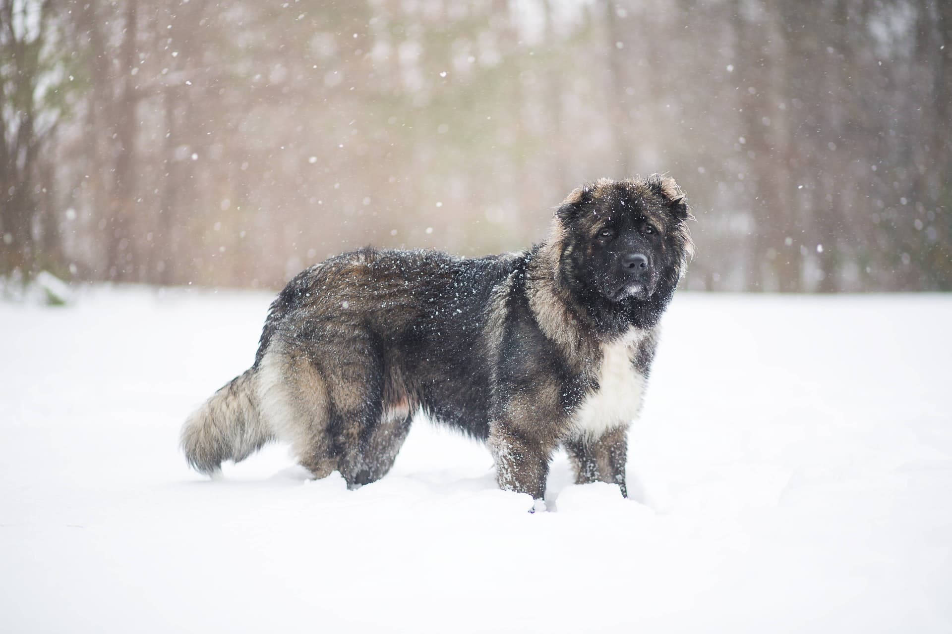 You are currently viewing Neufundländer oder Leonberger