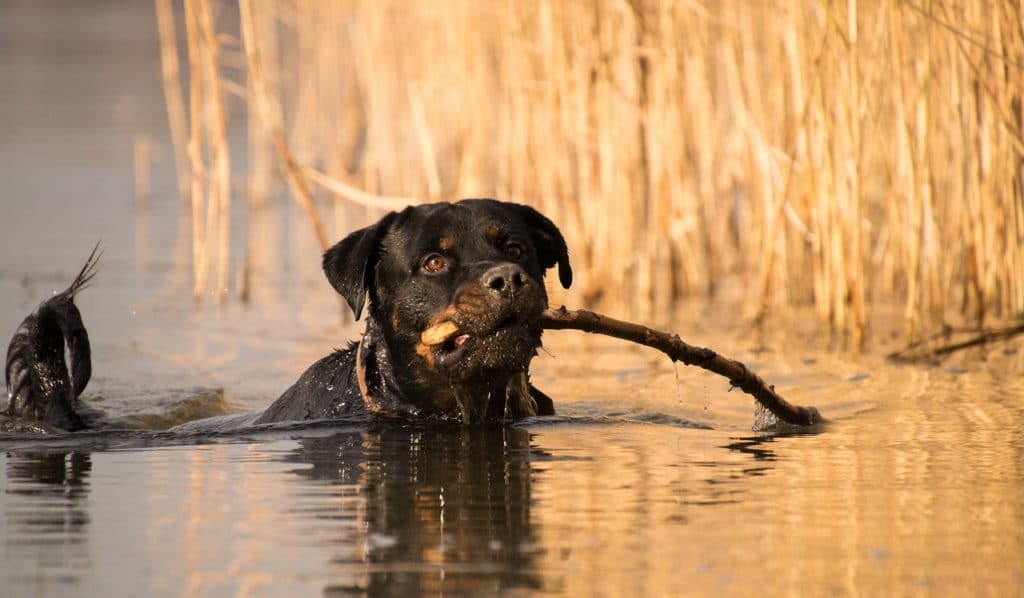 Dieses Bild hat ein leeres Alt-Attribut. Der Dateiname ist Rottweiler_Wasser-1024x598.jpg