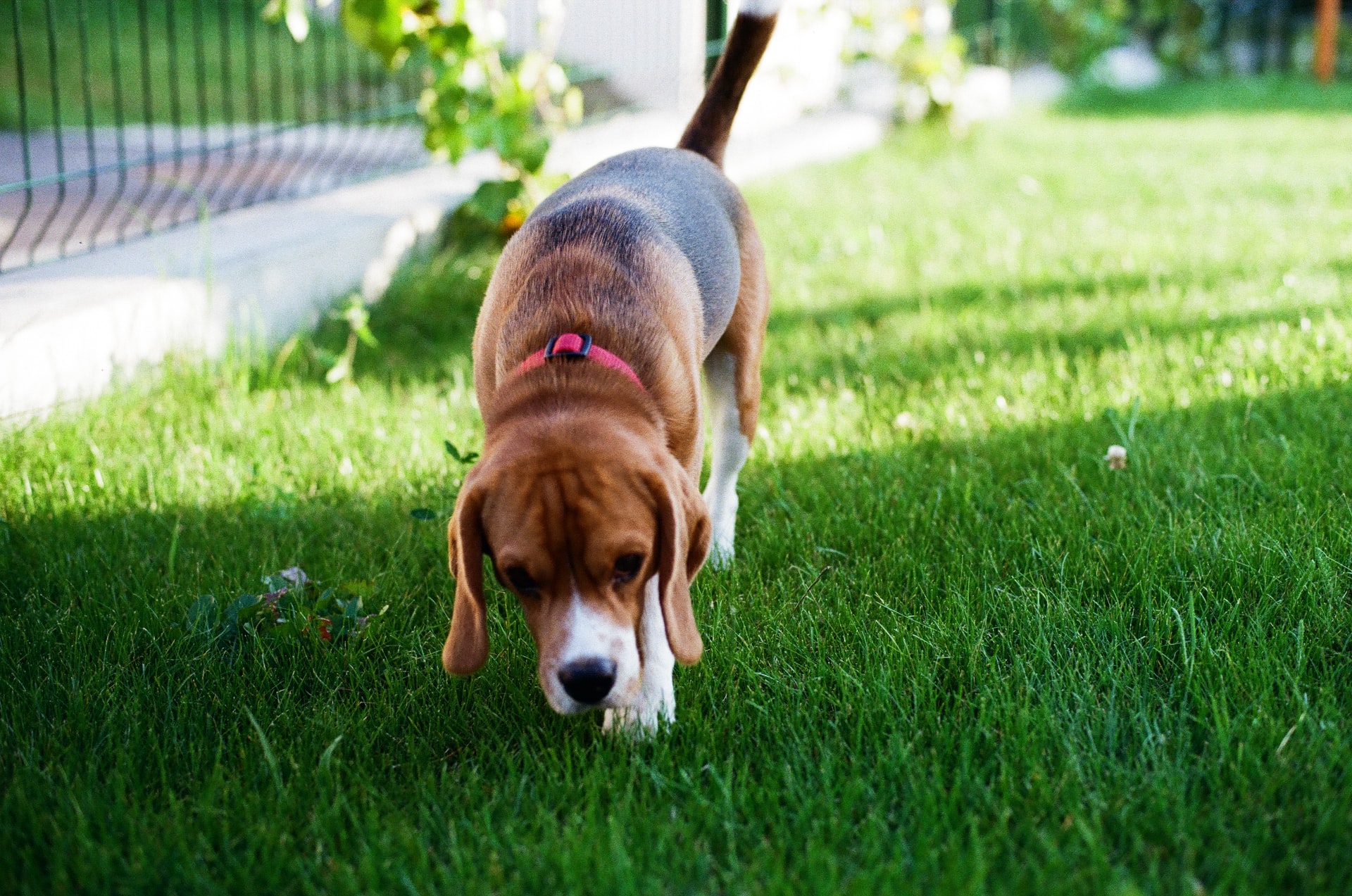 Read more about the article Wie viel Auslauf braucht ein Beagle?