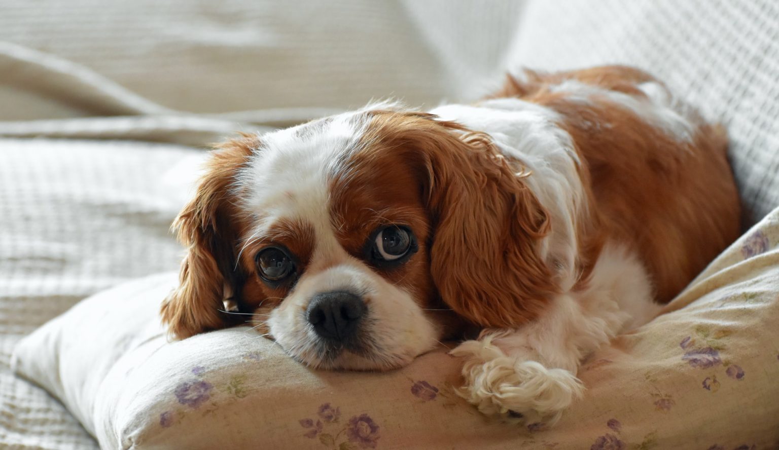 Hund will im Regen nicht raus? spielenderhund.de