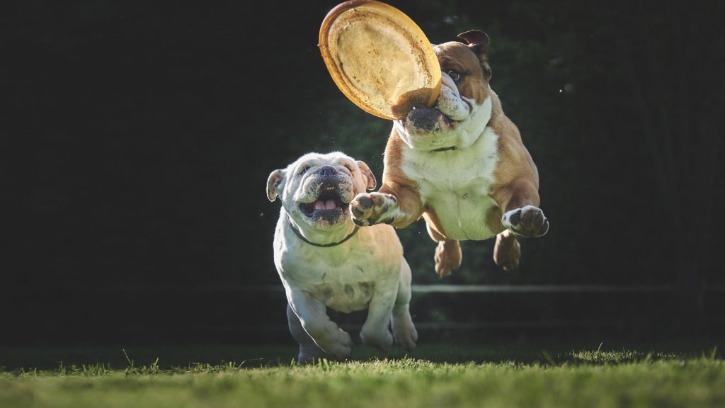 Dieses Bild hat ein leeres Alt-Attribut. Der Dateiname ist bulldoggen-frisbee-1024x576.jpg