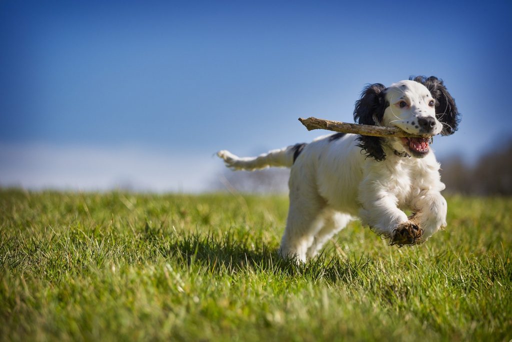 Dieses Bild hat ein leeres Alt-Attribut. Der Dateiname ist hund-stoeckchen-1024x683.jpg