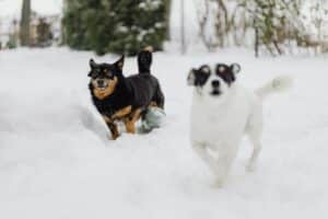 Read more about the article Wann ist dem Hund zu kalt?