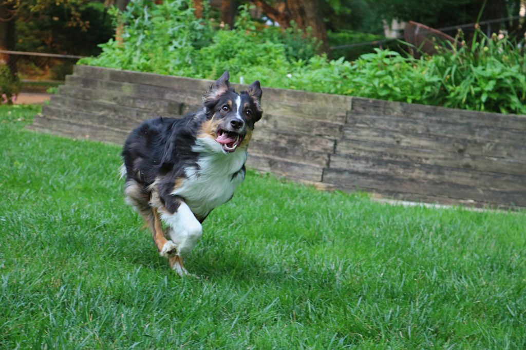 Dieses Bild hat ein leeres Alt-Attribut. Der Dateiname ist australian_shepherd1-1024x683.jpg