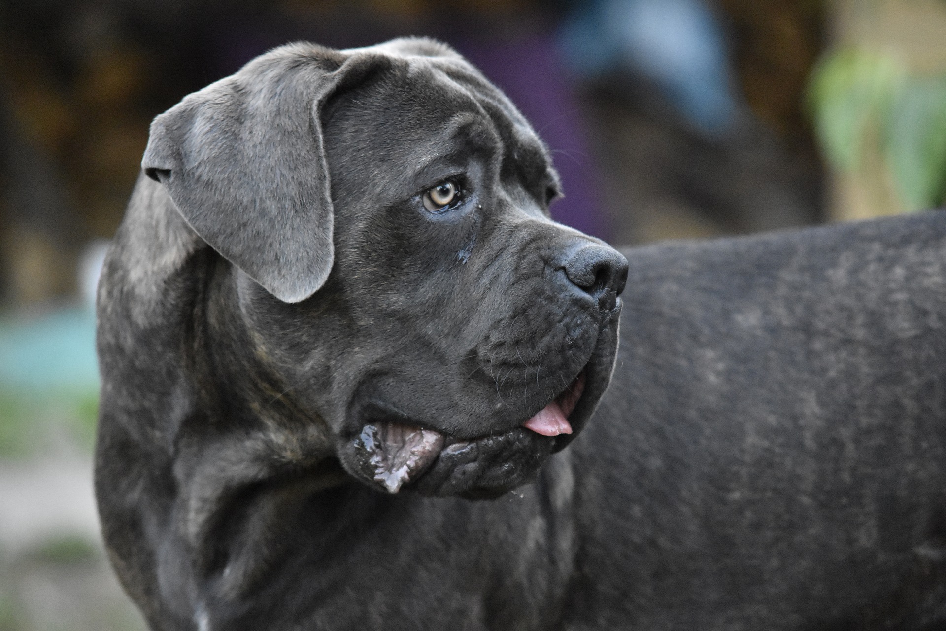 You are currently viewing Cane Corso: Als Anfängerhund oder Familienhund geeignet?