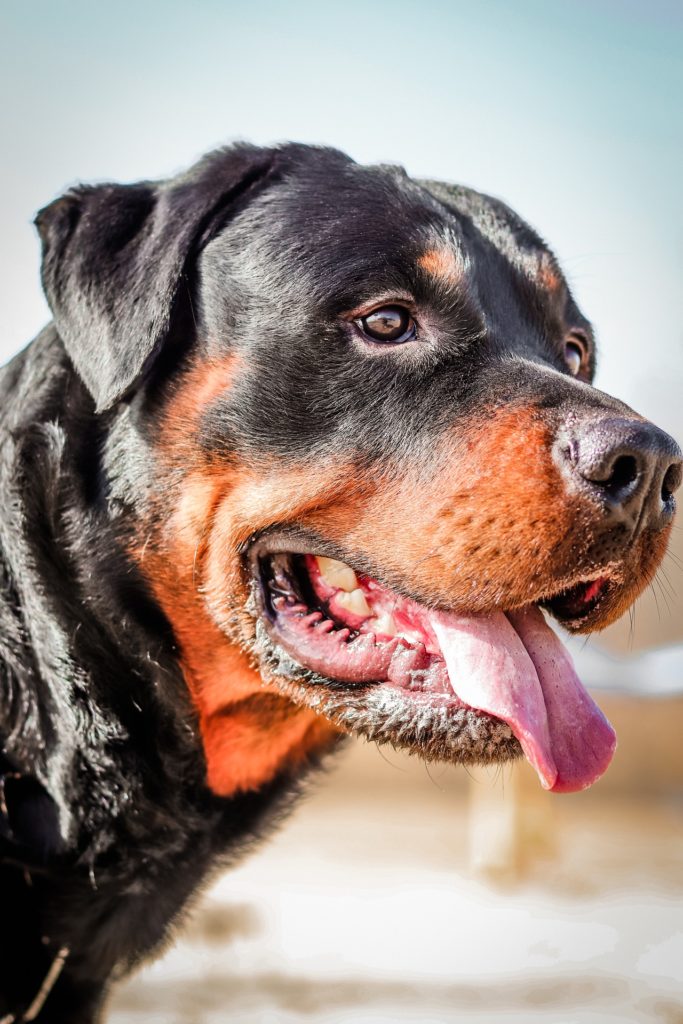 Dieses Bild hat ein leeres Alt-Attribut. Der Dateiname ist rottweiler_hund-683x1024.jpg