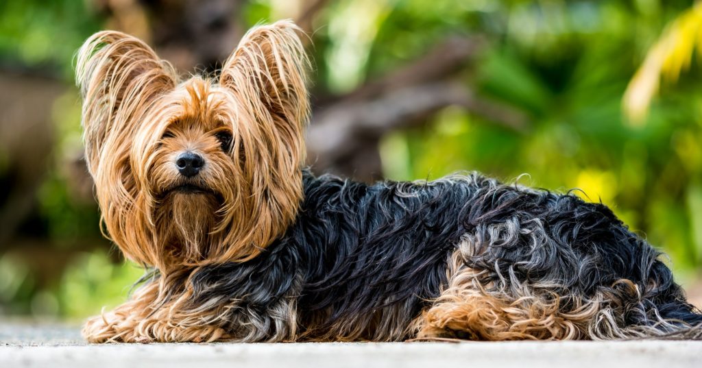 Dieses Bild hat ein leeres Alt-Attribut. Der Dateiname ist yorkshire-terrier2-1024x537.jpg