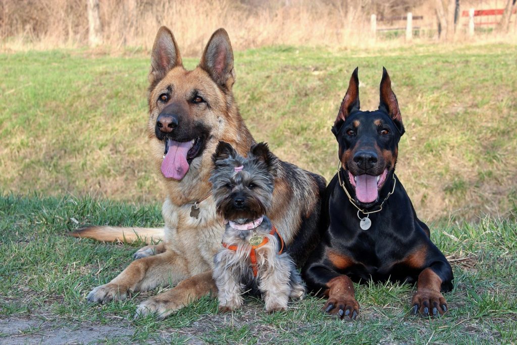 Dieses Bild hat ein leeres Alt-Attribut. Der Dateiname ist yorkshire_doberman_schaeferhund-1024x683.jpg