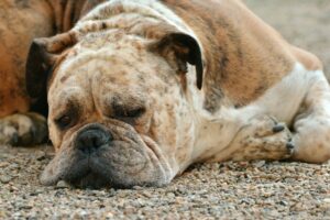 Read more about the article Mein Hund bewegt sich im Schlaf