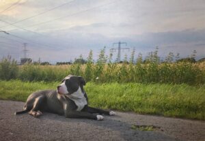Read more about the article Ist ein American Bully ein Pitbull?