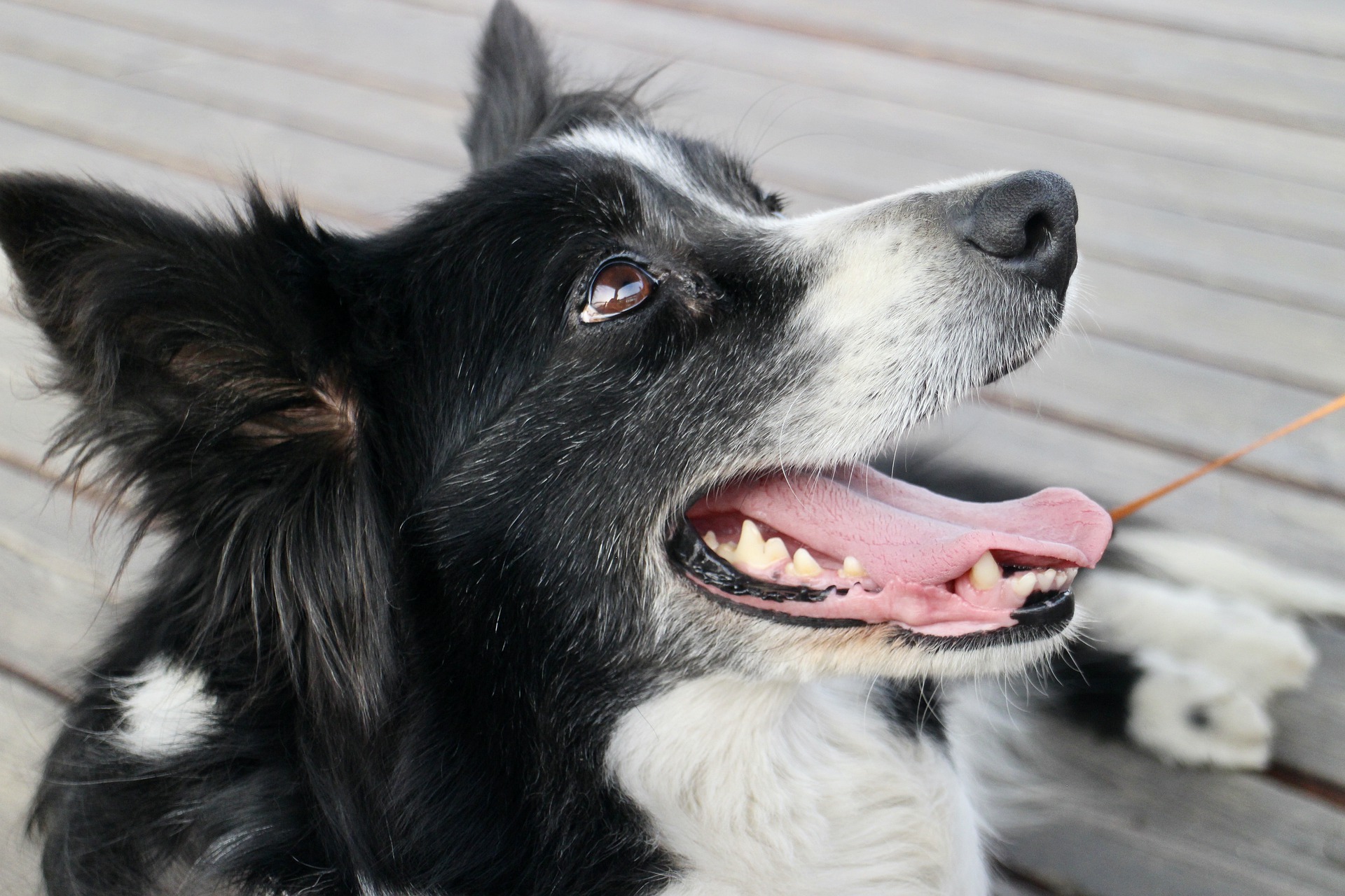 Border Collie Infos spielenderhund.de