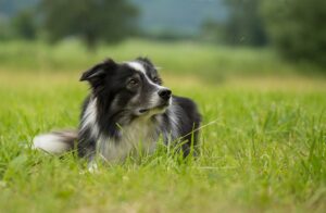 Read more about the article Border Collie Infos