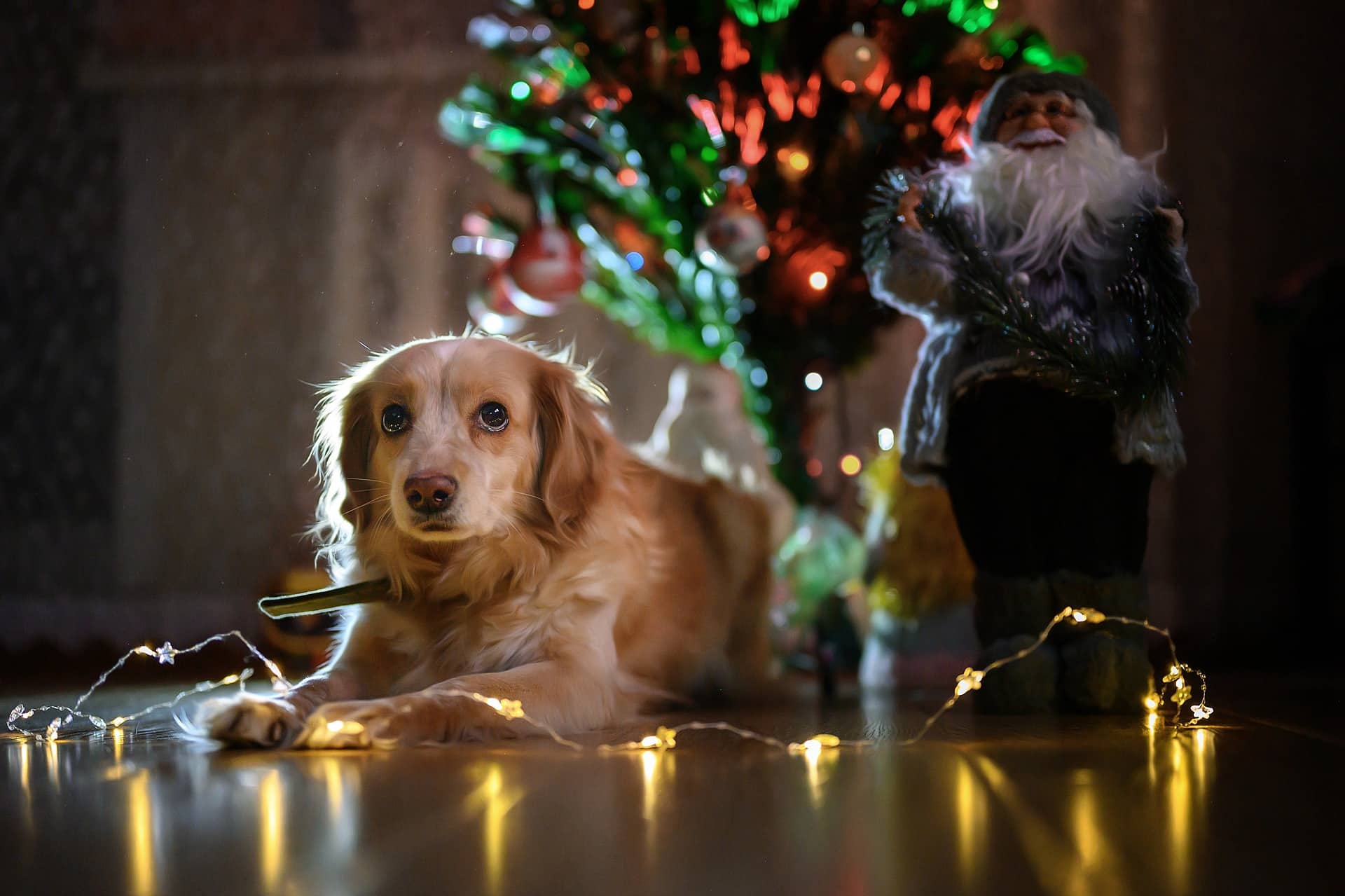 Read more about the article Wie halte ich meinen Hund vom Weihnachtsbaum fern?