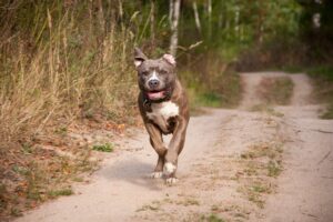Read more about the article Sind Pitbulls gefährlich?