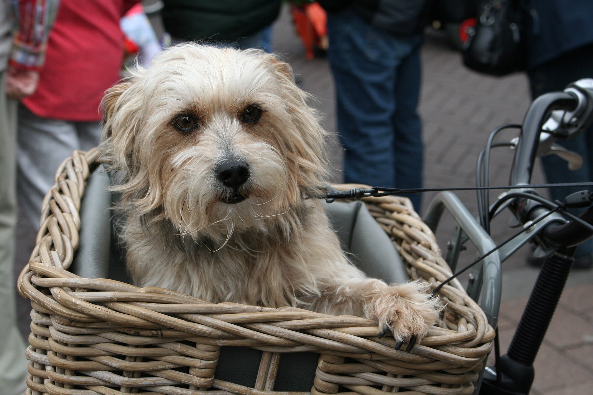 Read more about the article Wie gewöhne ich meinen Hund an die Transportbox?