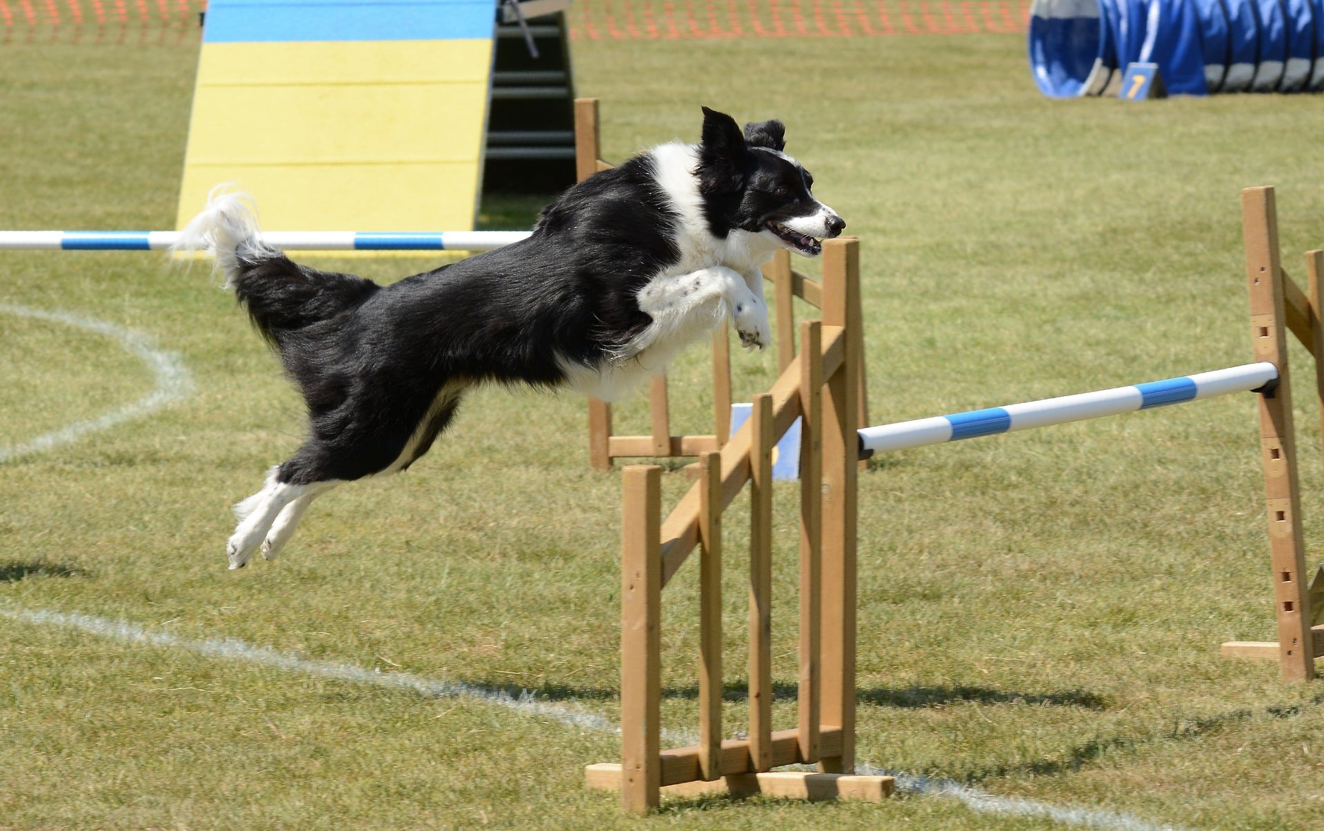 You are currently viewing Ist mein Hund für Agility geeignet?
