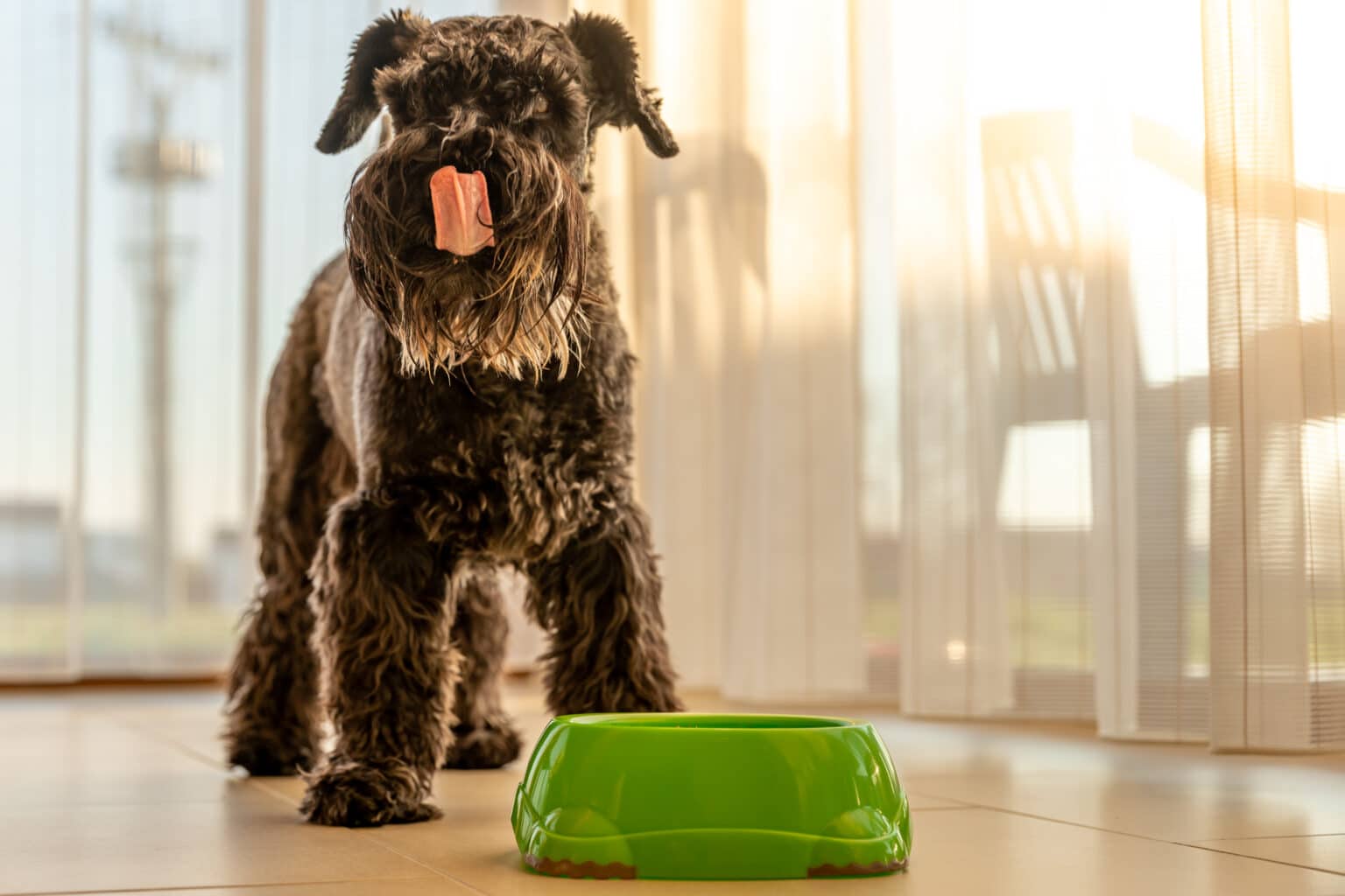 Hund Zu Warm In Der Wohnung