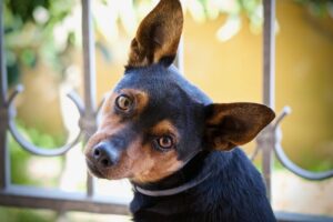 Read more about the article Sind Pinscher aggressiv?