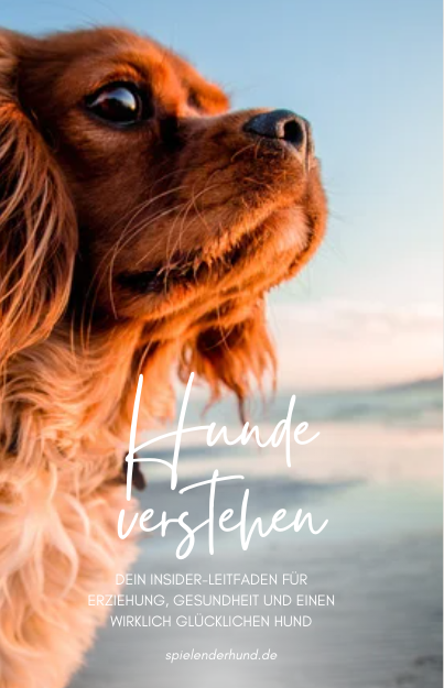 Wie gewöhne ich meinem Hund das Ablecken ab? | spielenderhund.de