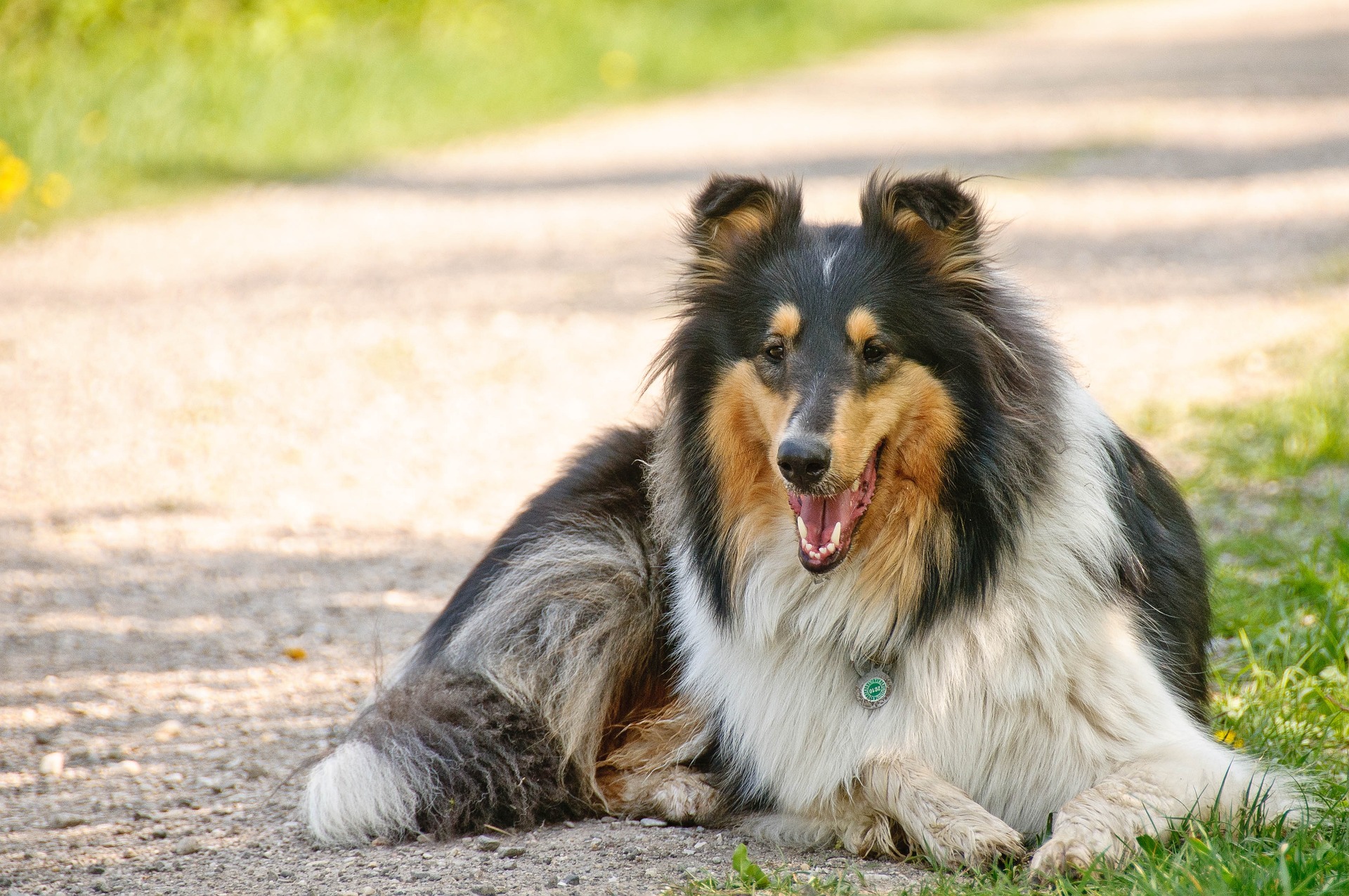 Read more about the article Collie oder Sheltie
