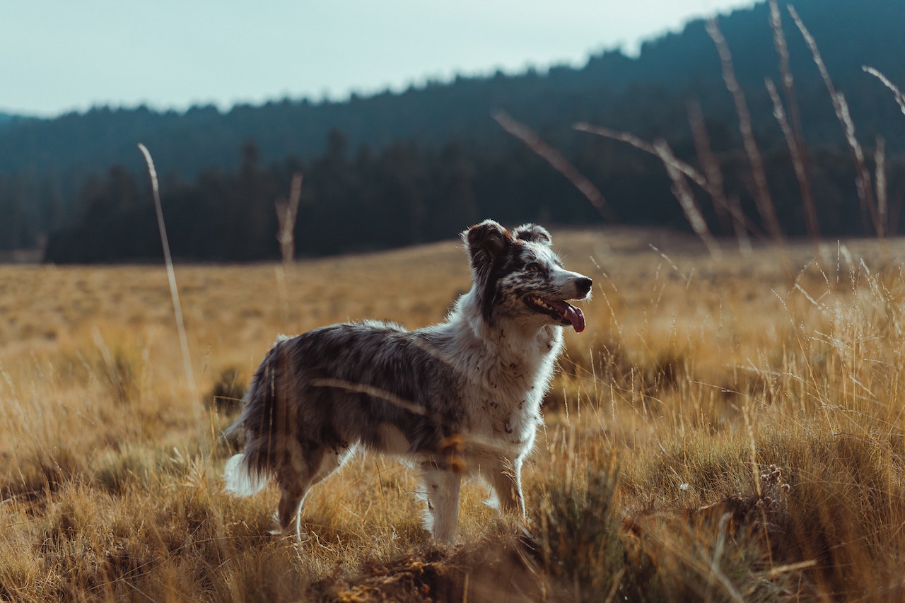 Read more about the article Mein Hund läuft immer wieder weg