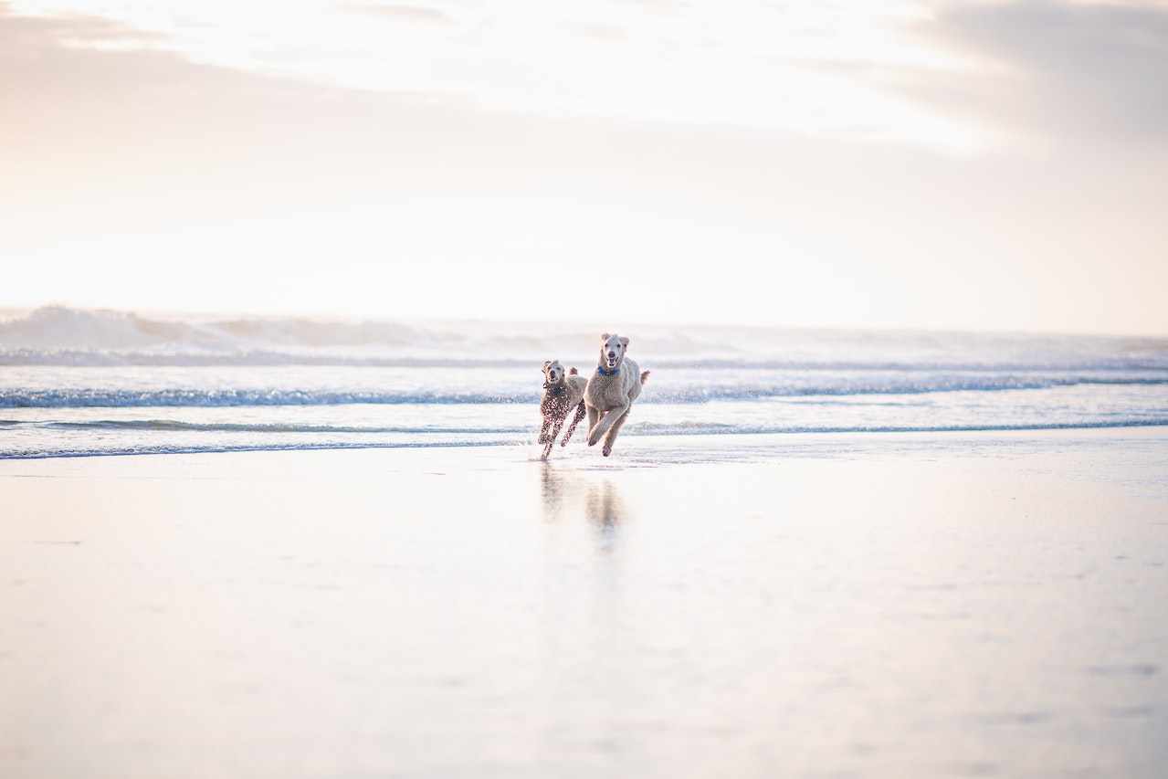 Hund nach Hundepension verändert spielenderhund.de