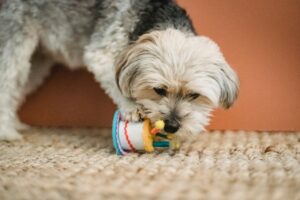 Read more about the article Wie gewöhne ich meinem Hund das Lecken ab?